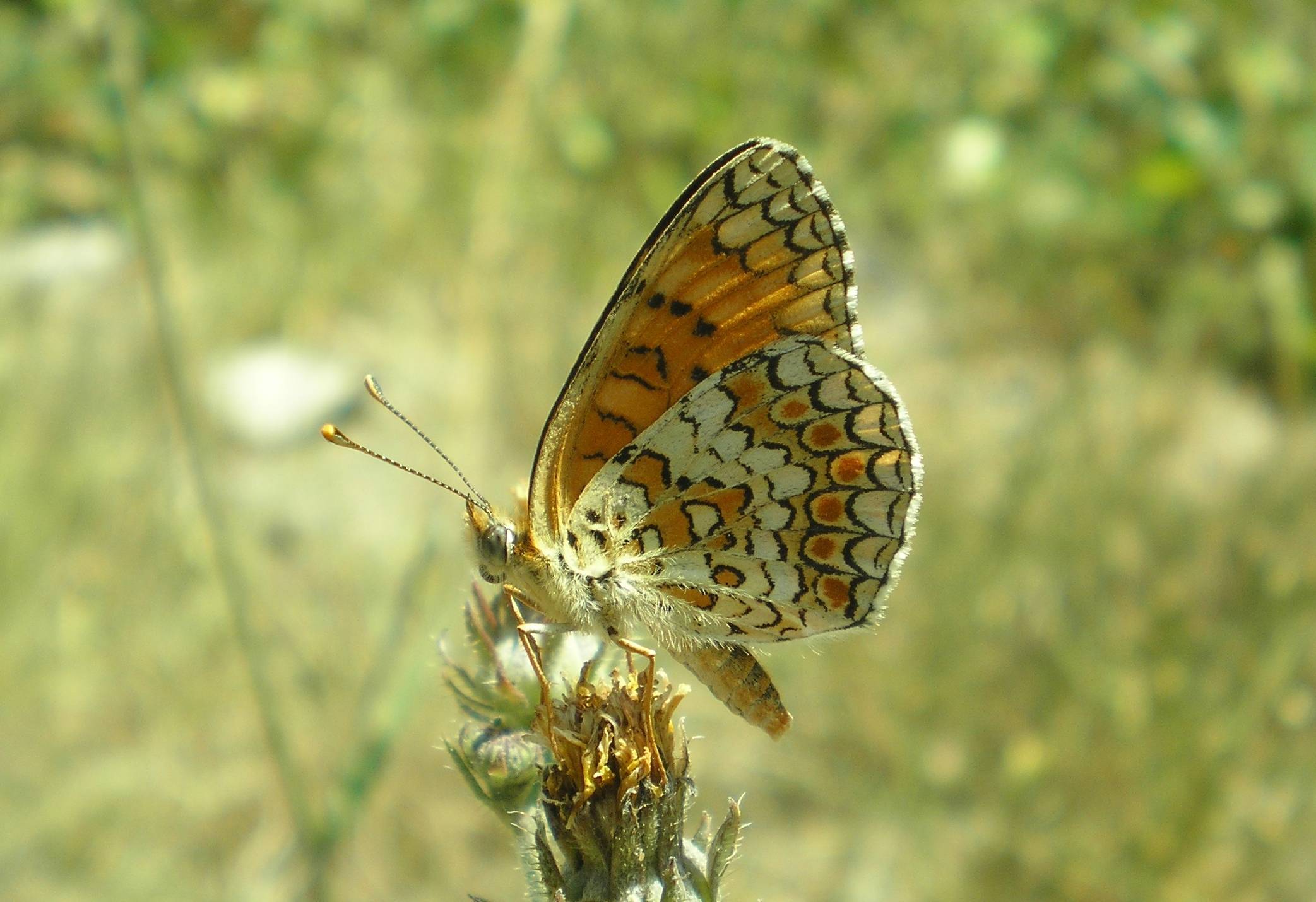 aiuto id Melitaea